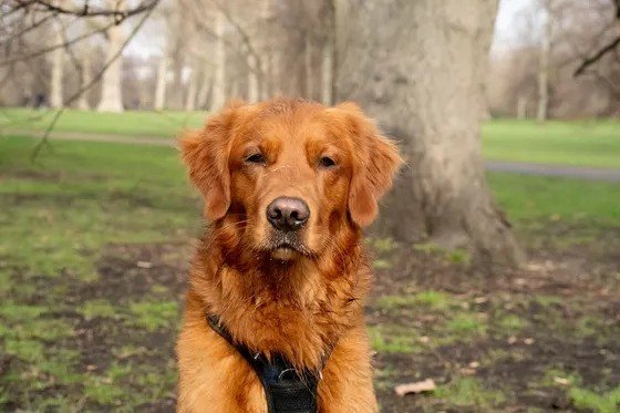 A calm dog sitting in a London park