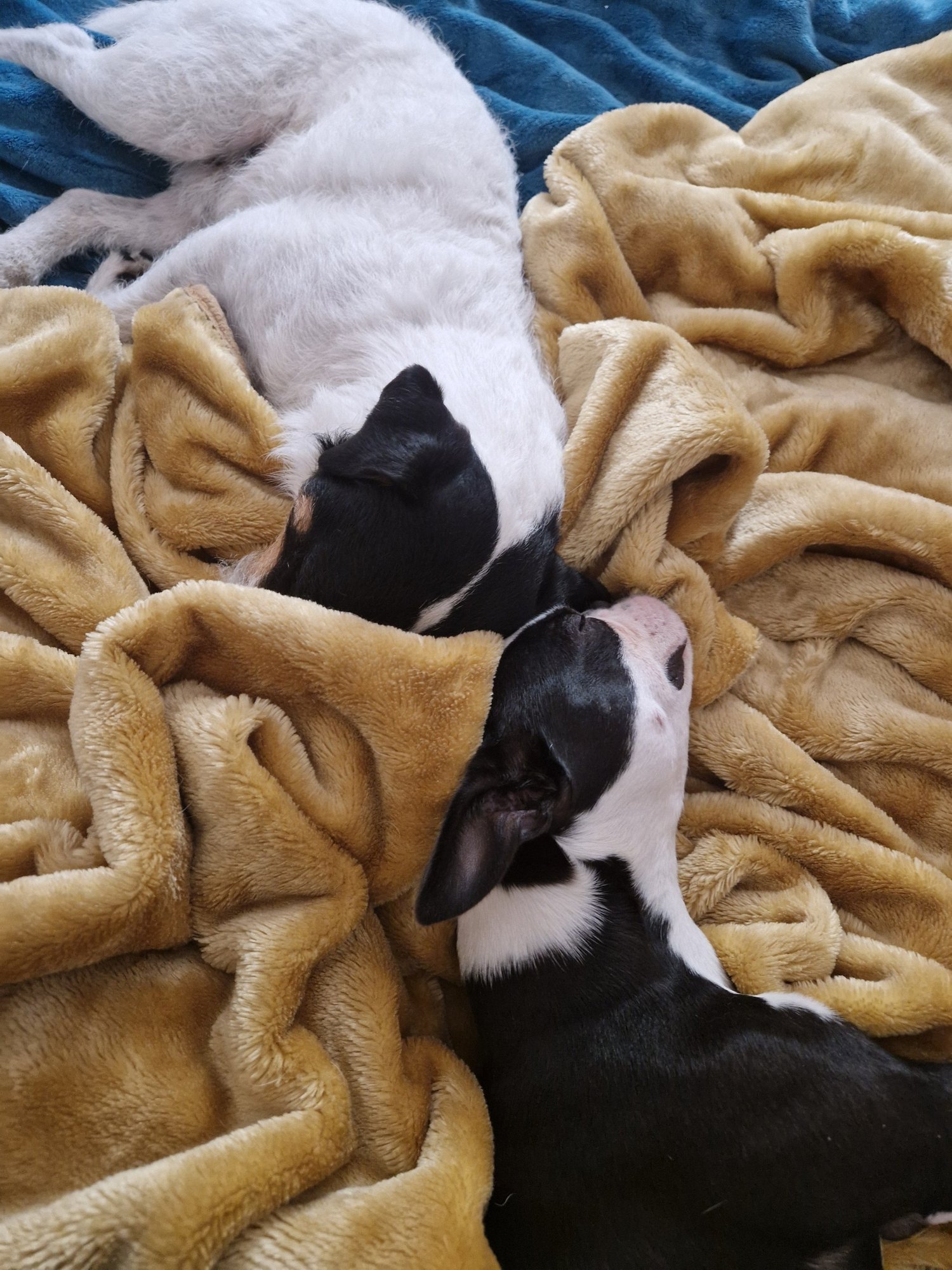 Dogs resting together during home boarding