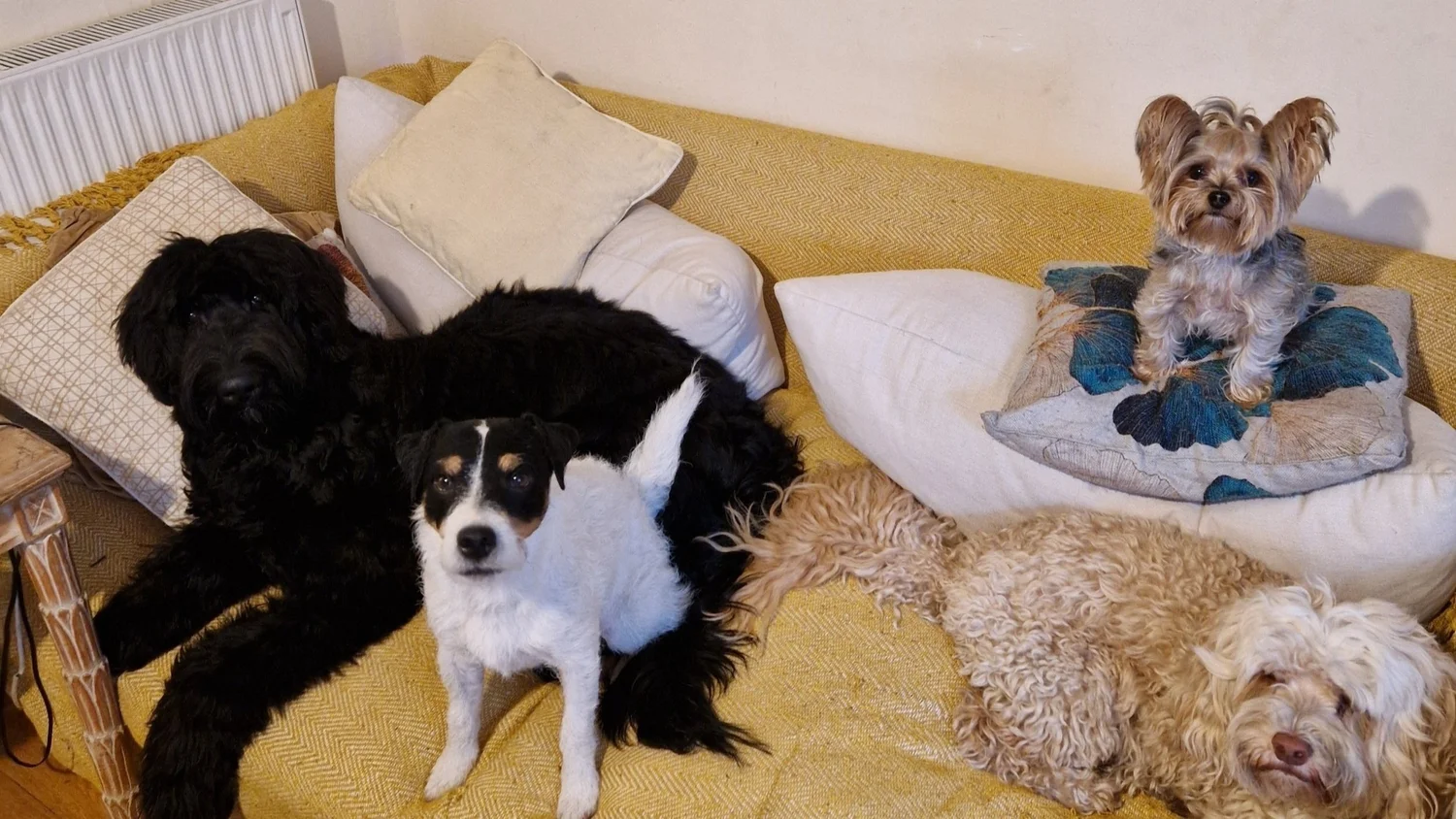Dogs relaxing together at Elsa's home