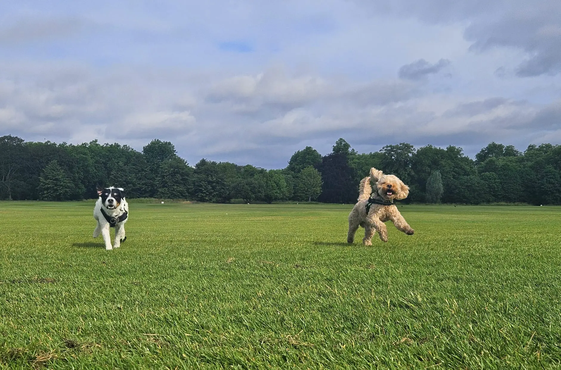 Foxy and Brody running together across a field