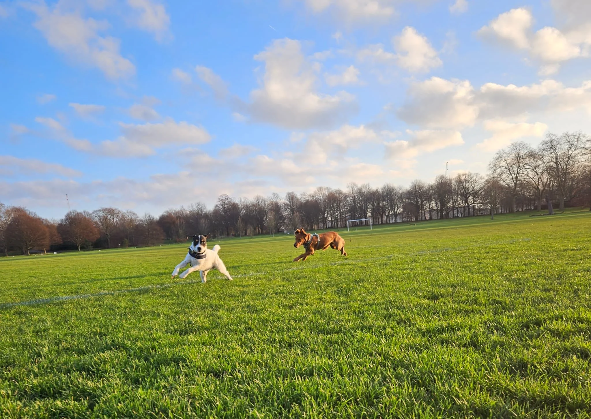 Dogs running during training near Camden Town