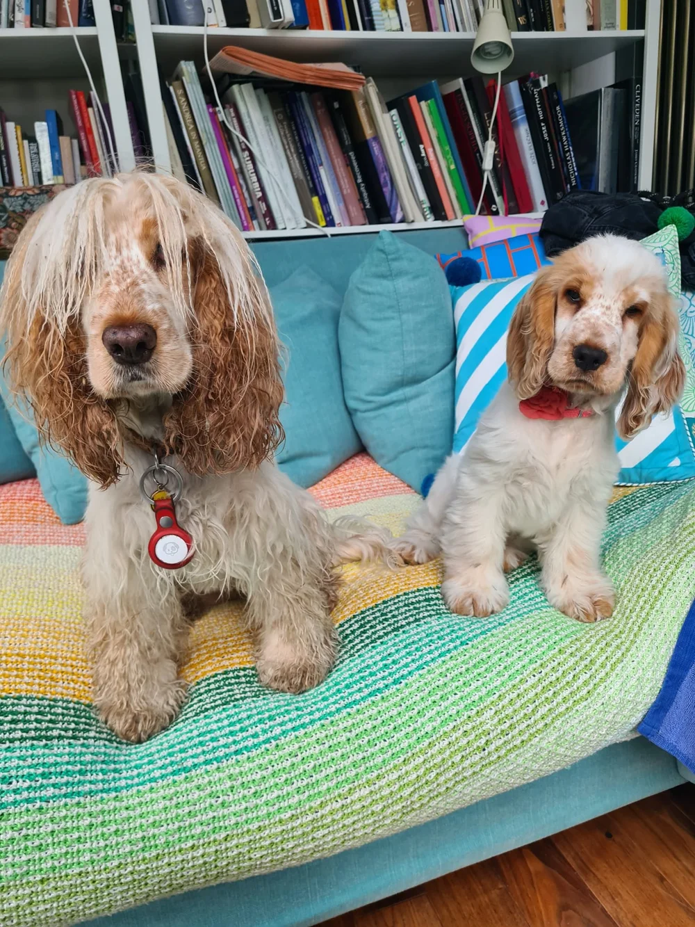 Mochi and Moo-moo after dog training in Belsize Park