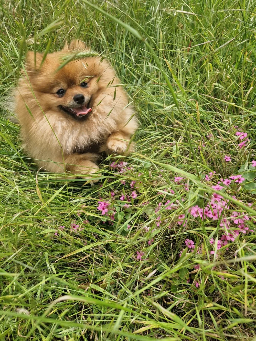 Saffy the Pomeranian in Camden