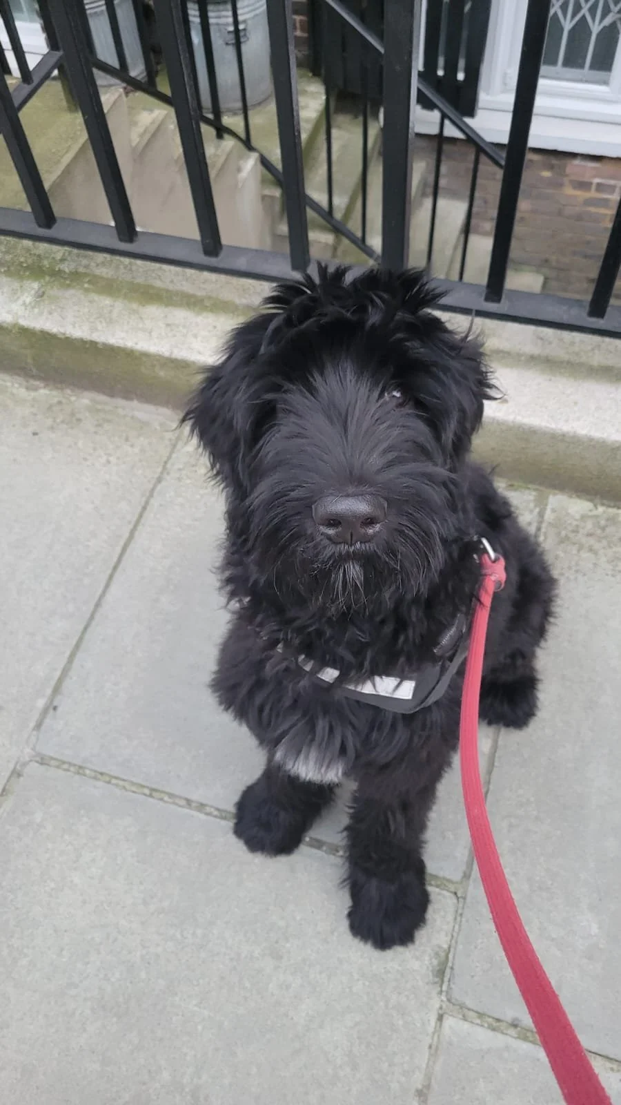 Totoro the Schnoodle–Goldendoodle puppy in Hampstead
