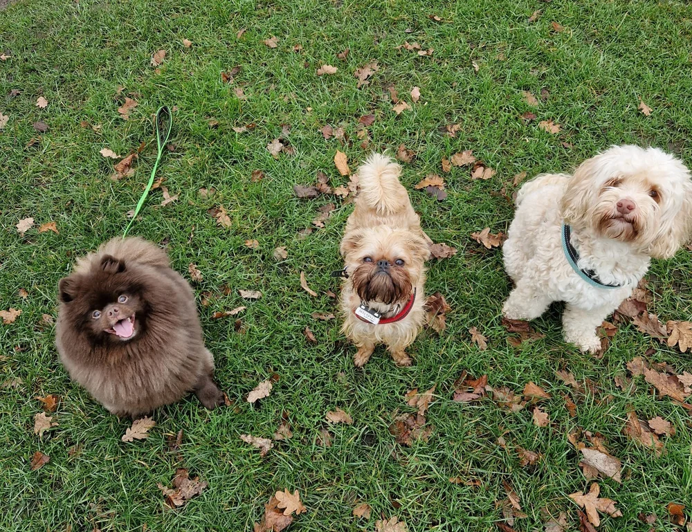 Bear, Duke and Yuzu together in Hyde Park