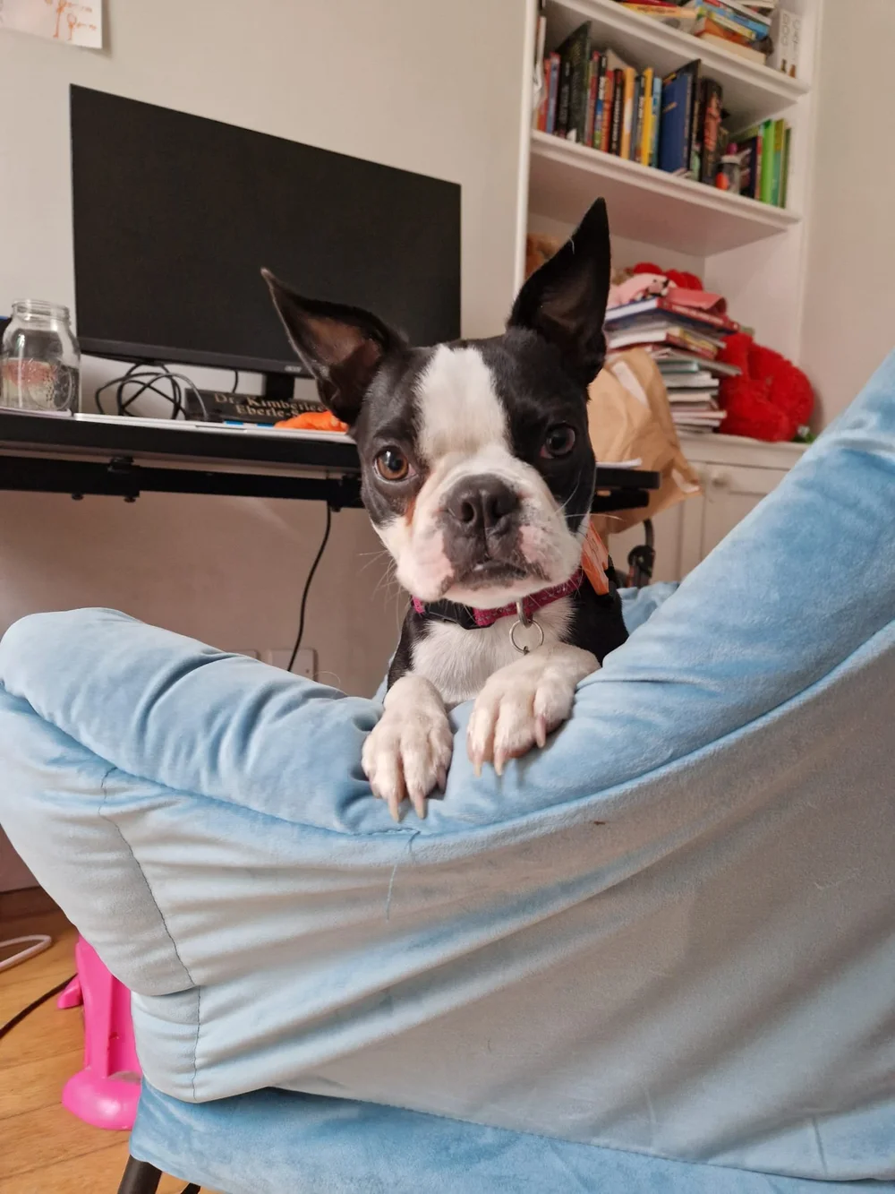 Boston the puppy in Kentish Town