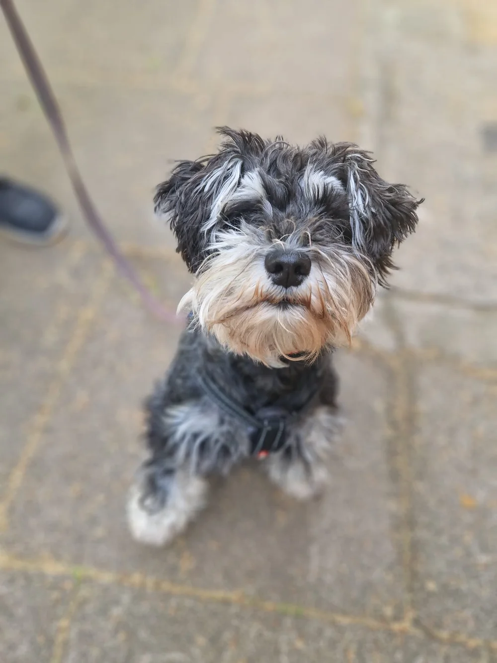 Dash, one of the dogs Elsa has trained in Marylebone