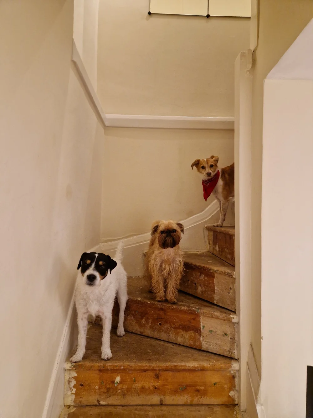 Dogs Elsa has trained and boarded in Marylebone