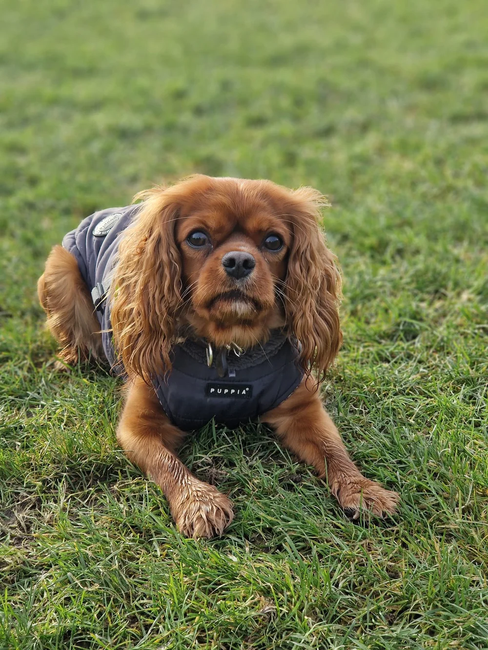Bambi during dog training in Primrose Hill