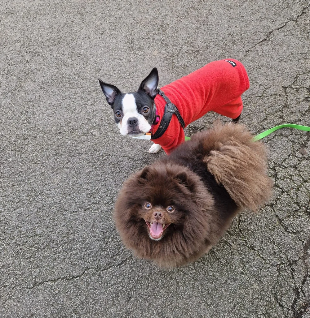 Dogs Elsa has trained and walked in Regent’s Park