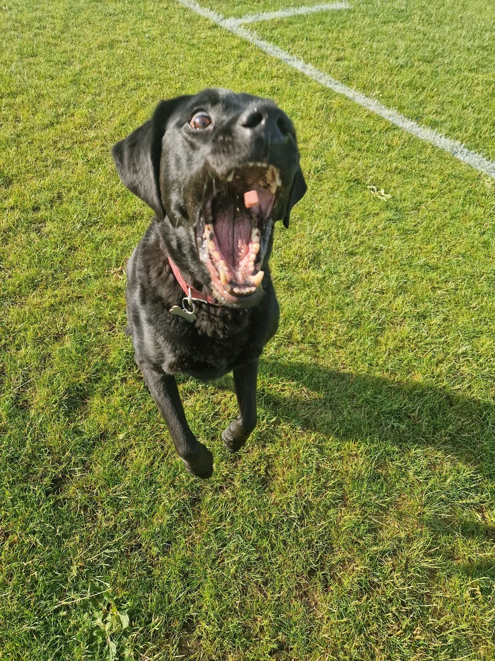 Kaloo, Boston and Bear enjoying Regent’s Park