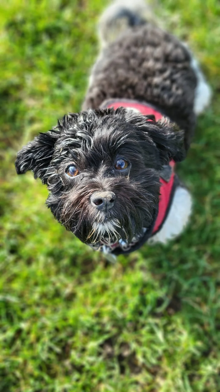 Minnie during dog training in St John’s Wood