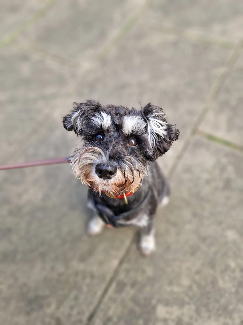 A small dog giving their attention during a walk